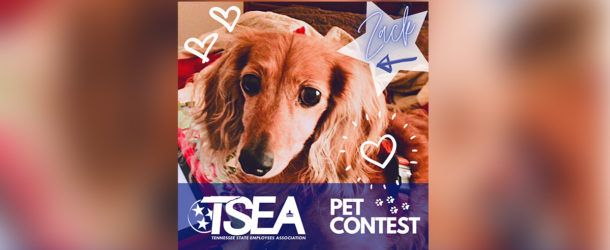 TSEA’s Cute Pet Photo Contest